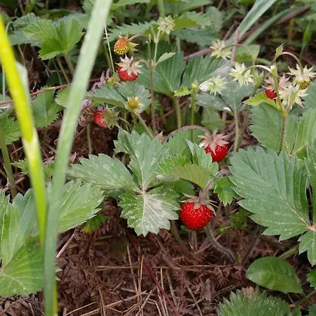 Maria Holiday home *