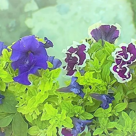 Maria Holiday home *