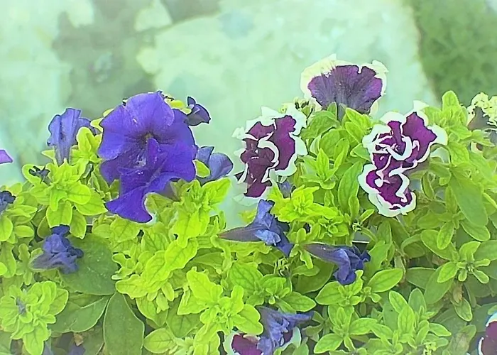 Maria Prázdninový dům *